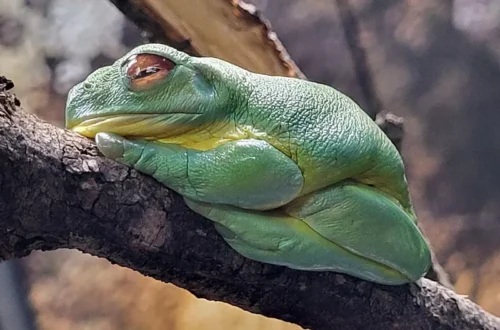 Ausztrál levelibéka a Taronga Zoo-ban