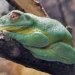 Ausztrál levelibéka a Taronga Zoo-ban