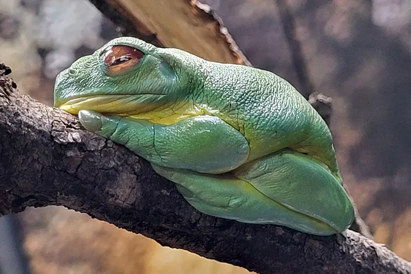 Ausztrál levelibéka a Taronga Zoo-ban