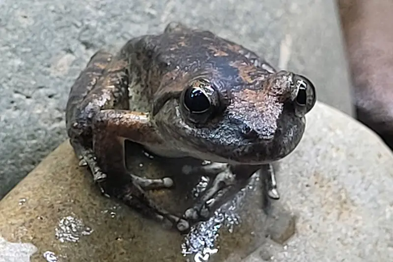 Béka a Taronga Zoo-ban