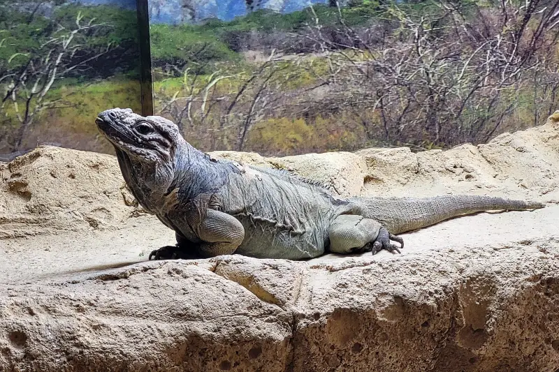 Gyík a Taronga Zoo-ban
