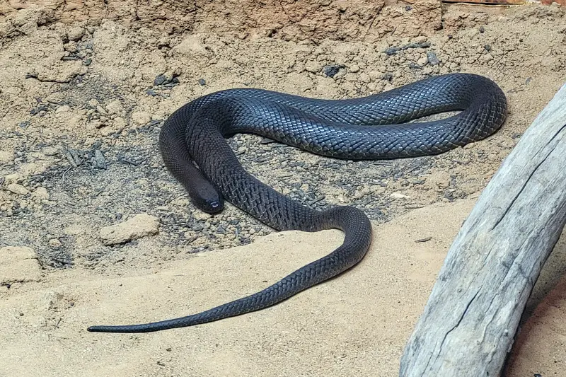 Fekete mamba a Taronga Zoo-ban
