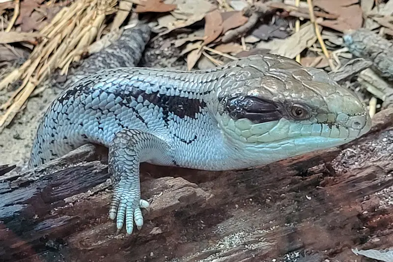 Gyík a Taronga Zoo-ban