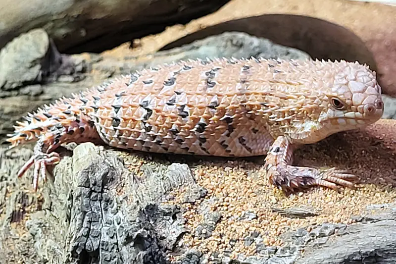 Gyík a Taronga Zoo-ban