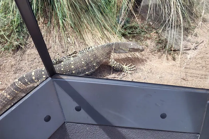 Varánusz a Taronga Zoo-ban