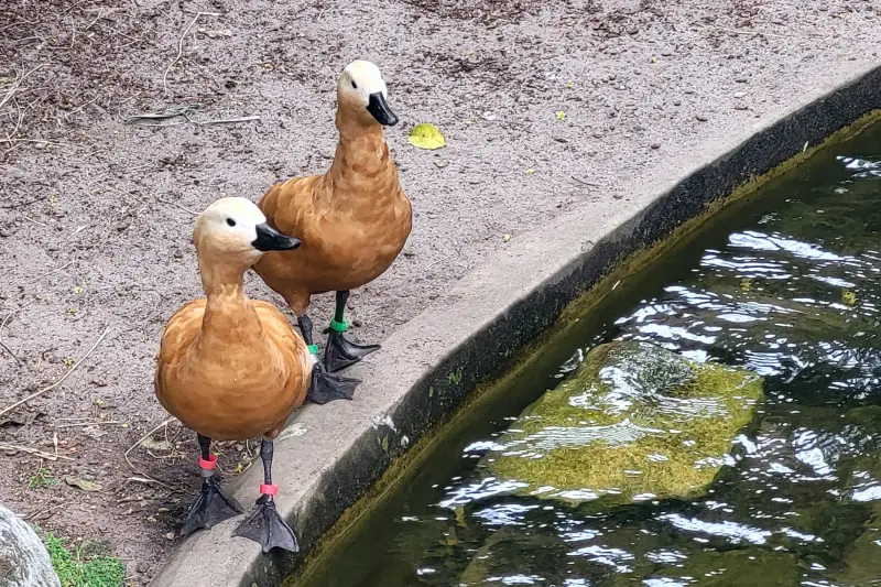 Madarak a Taronga Zoo-ban