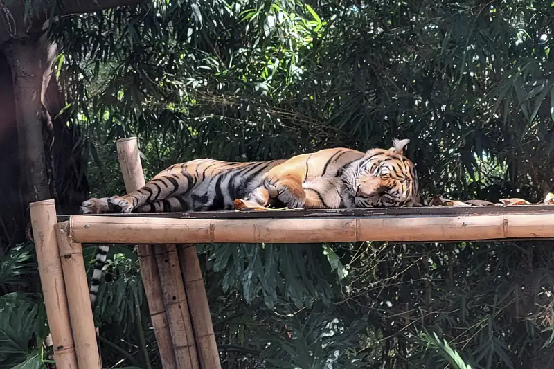 Tigris a Taronga Zoo-ban