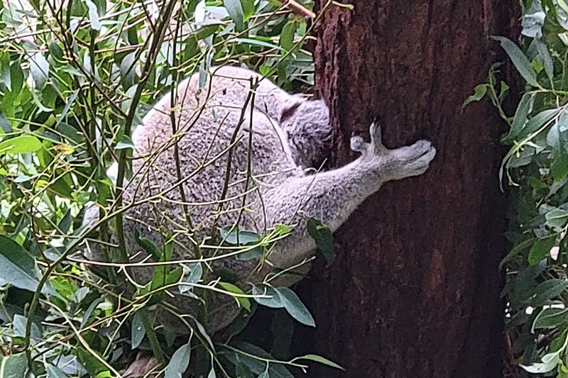 Koala a Taronga Zoo-ban