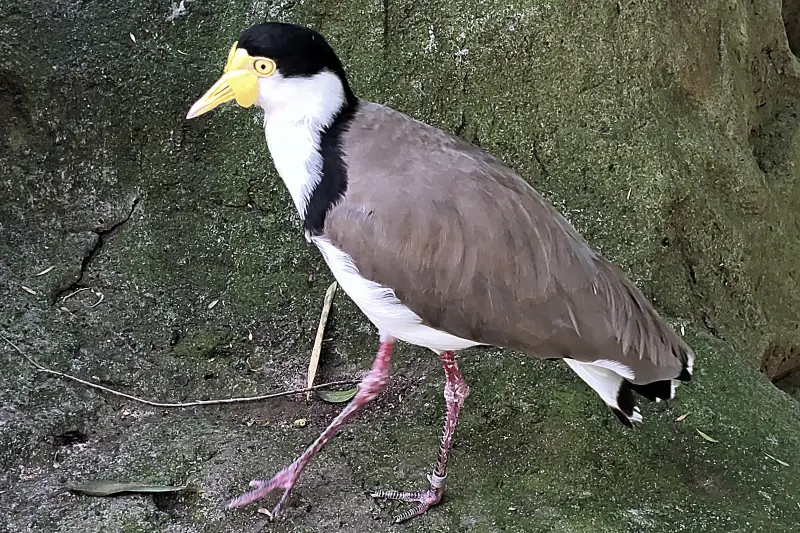 Madár a Taronga Zoo-ban