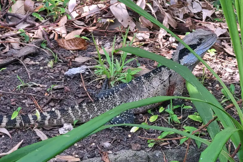 Vadon élő agáma a Taronga Zoo-ban