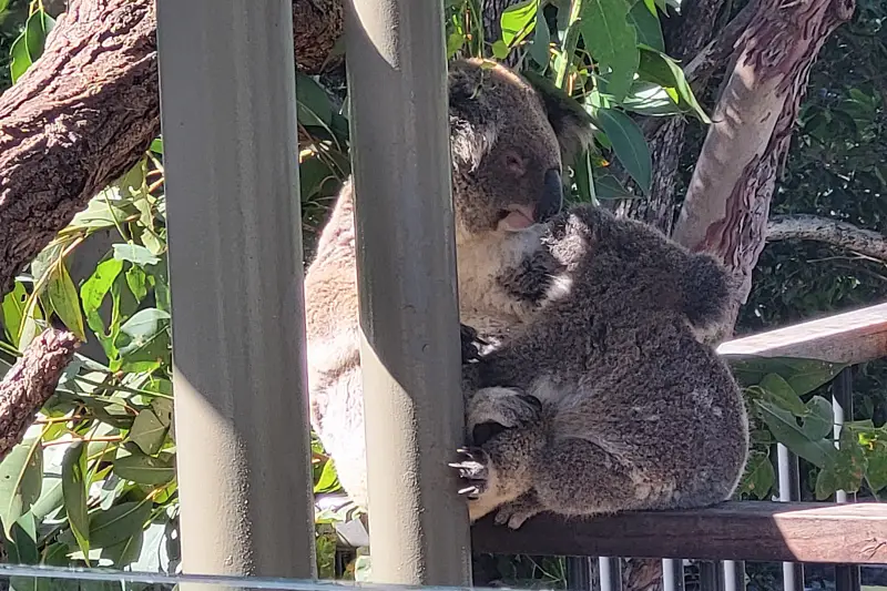 Koalák a Taronga Zoo-ban