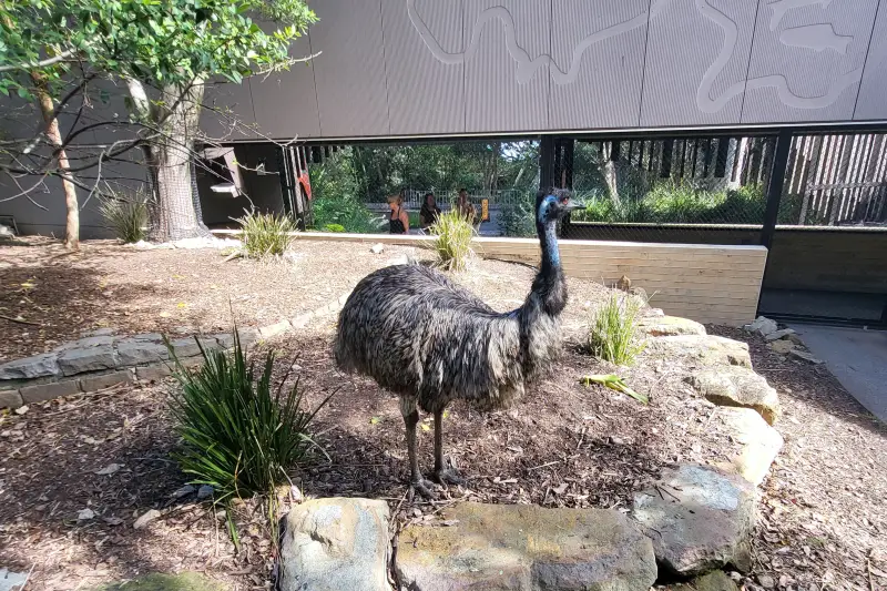 Emu a Taronga Zoo-ban