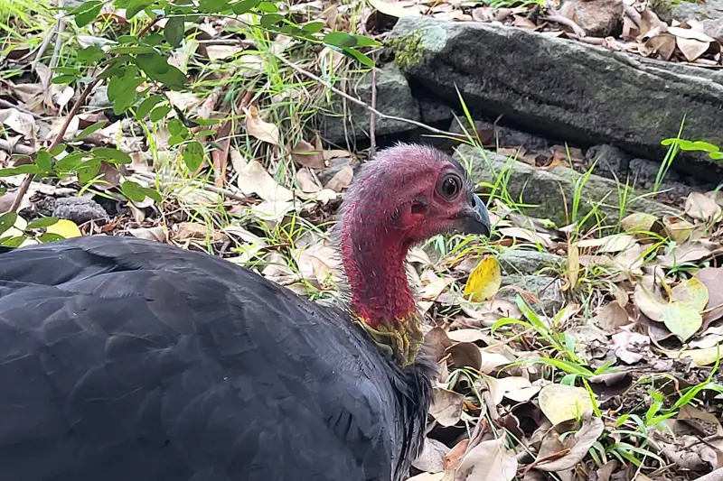 Madár a Taronga Zoo-ban