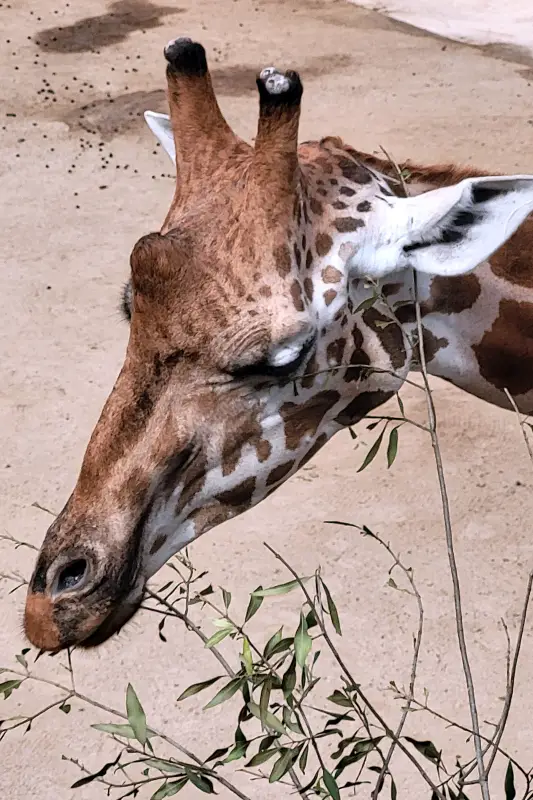 Zsiráf a Taronga Zoo-ban