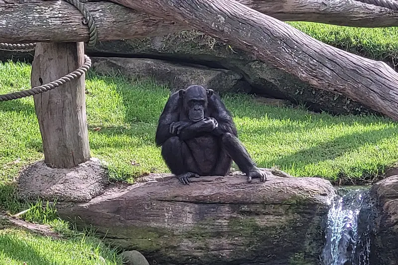 Csimpánz a Taronga Zoo-ban