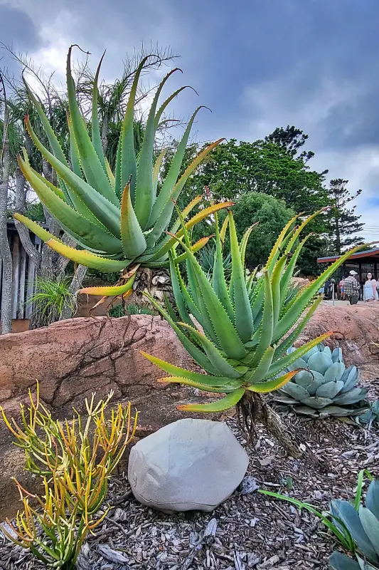 Növények a Taronga Zoo-ban
