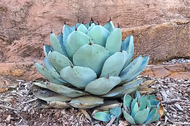 Kaktusz a Taronga Zoo-ban