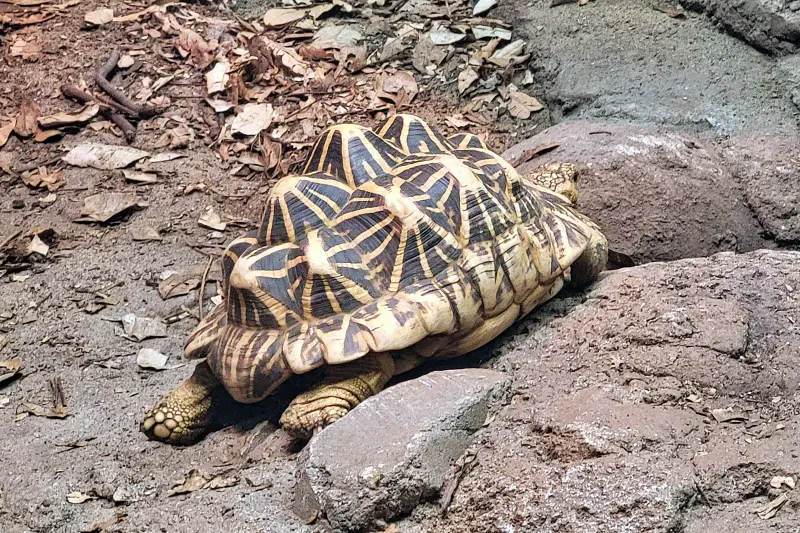 Teknős a Taronga Zoo-ban