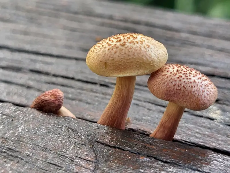 Ilyen gombákat találtunk a Taronga Zoo egyik korlátján