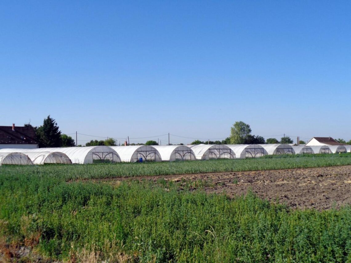 Fóliasátrak Csepel és Szigetszentmiklós határában