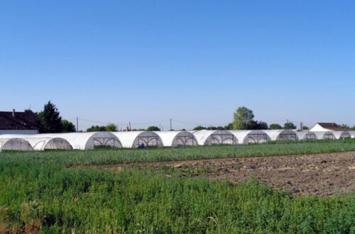Fóliasátrak Csepel és Szigetszentmiklós határában