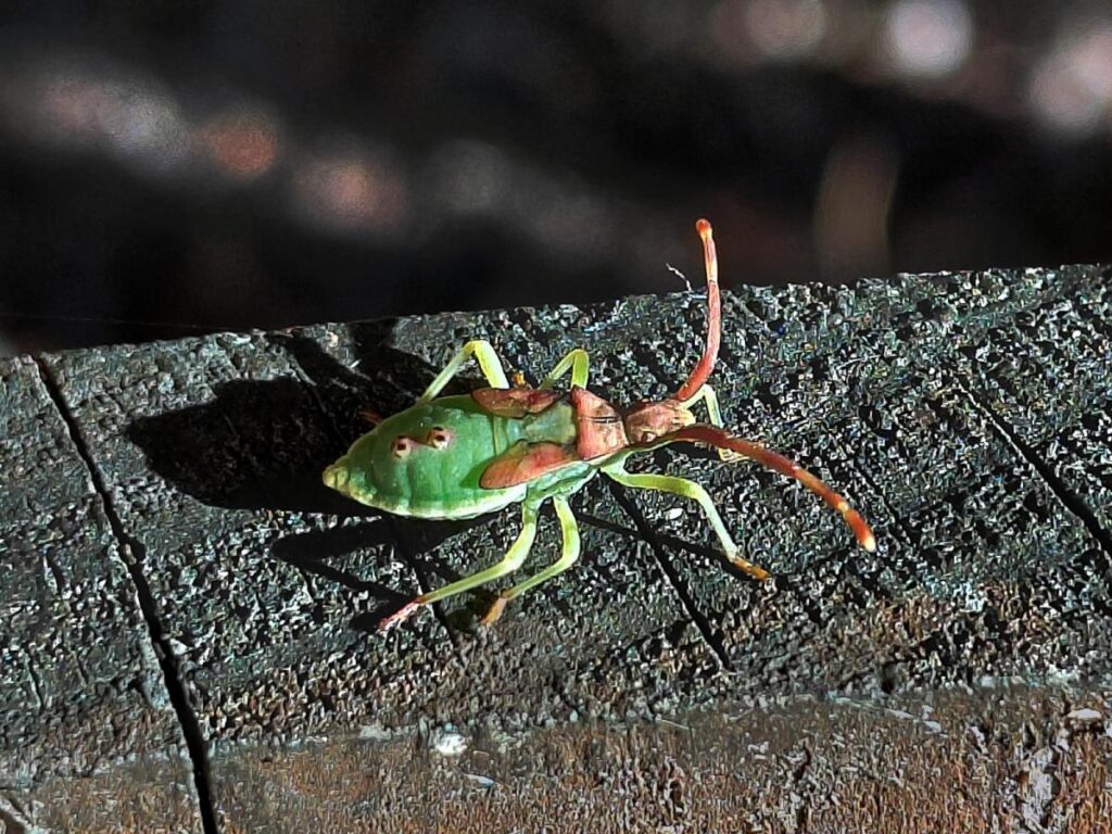 Poloskabébi