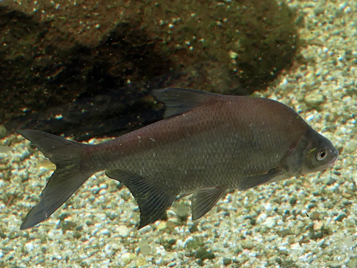 Kissé elhanyagolva érzi magát a cápák mellett – jogosan