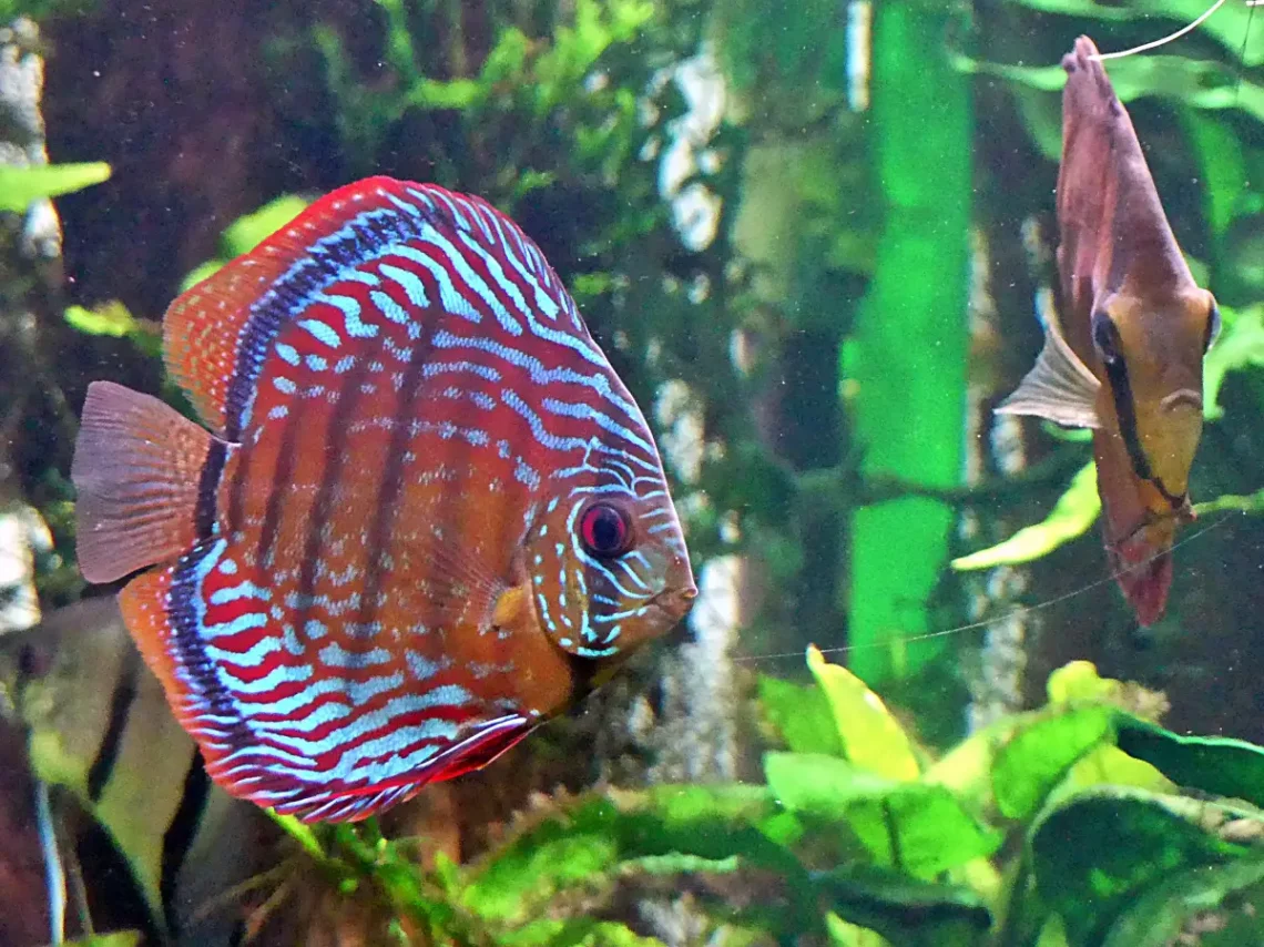 A diszkoszhalakat mindig csodáltam