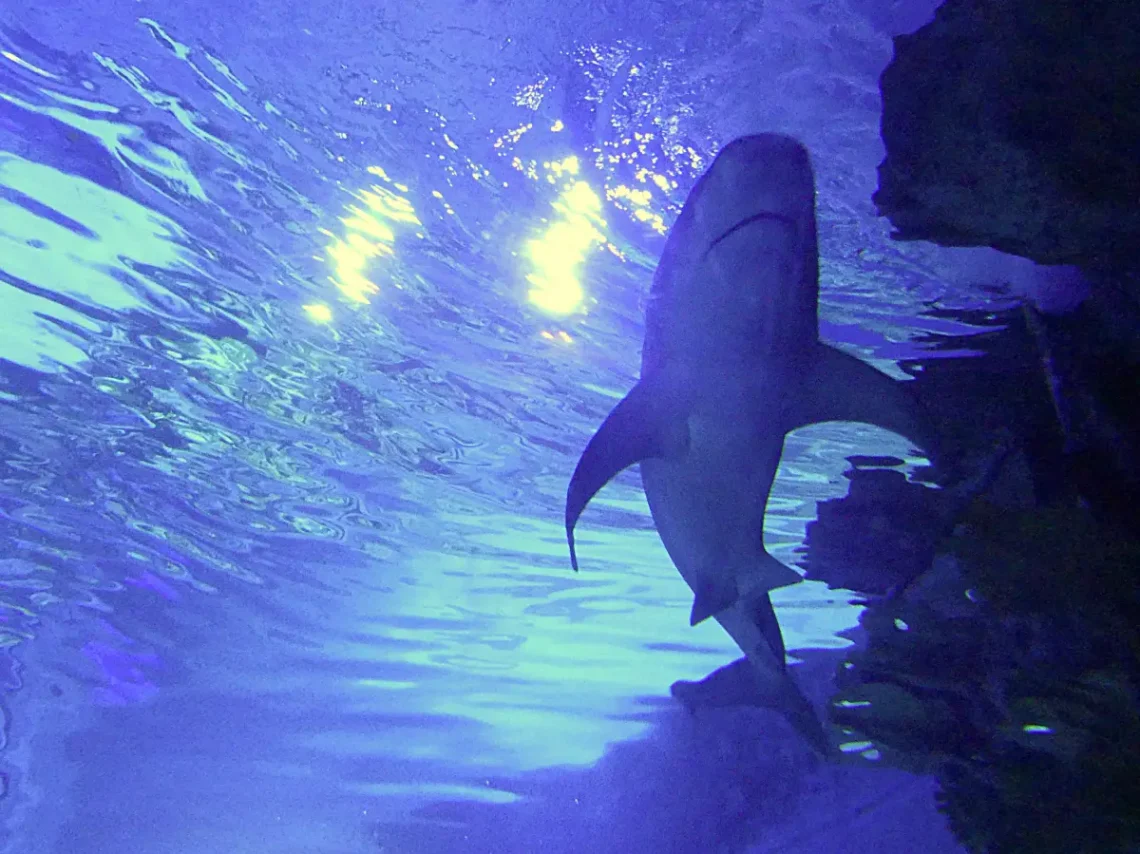 Ez a látvány még üvegen keresztül is pumpálja az adrenalint