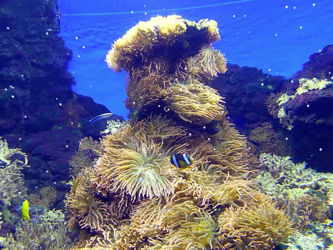 Majdnem mint egy igazi koralltelep