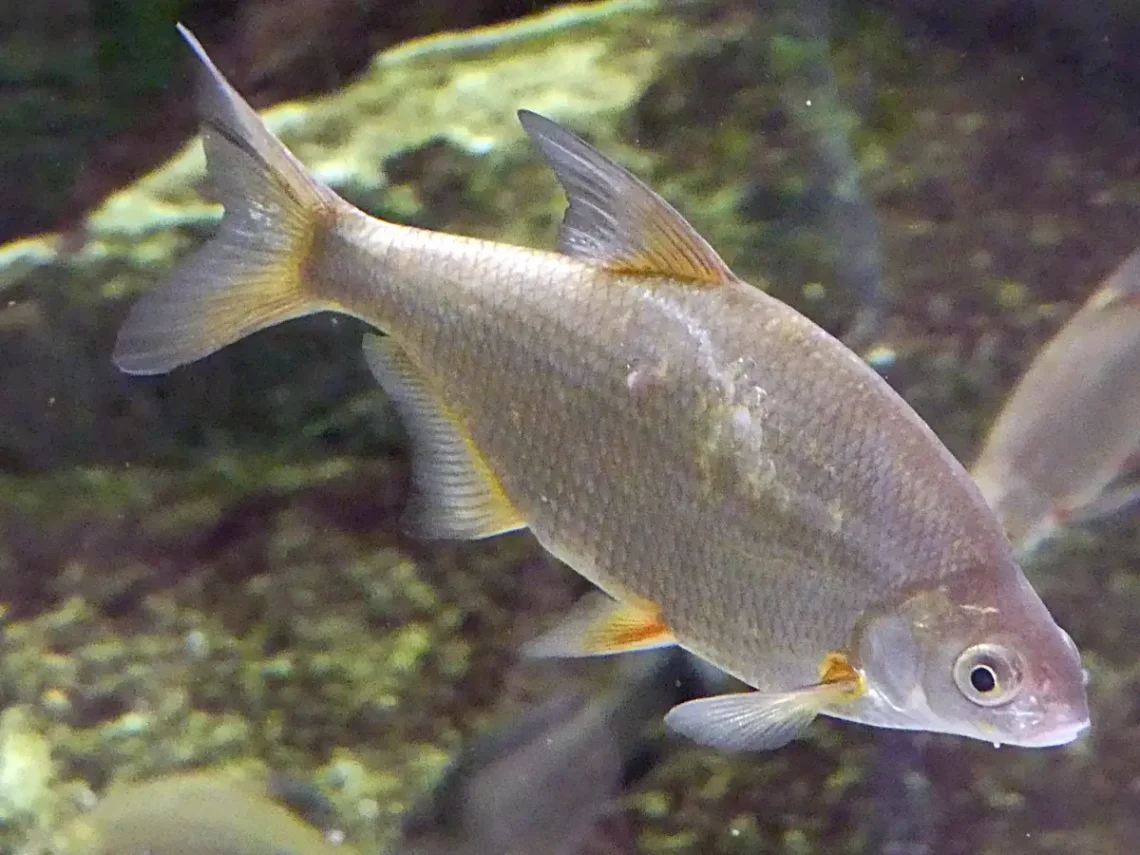 A hazai halfauna számos képviselőjével találkozhatunk a Tropicariumban