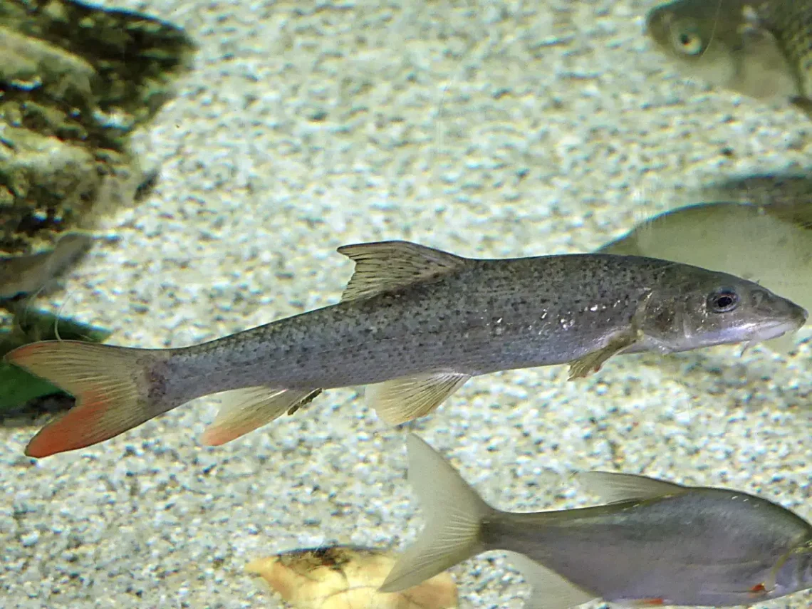 Egy akváriumtól elvárás, hogy legyen benne hal