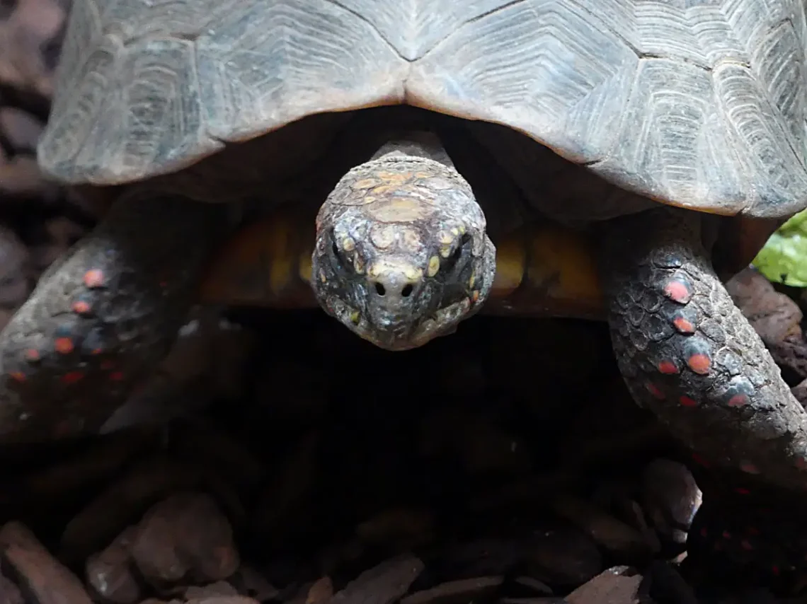 A teknősökben az a jó, hogy akkor sem mozdulnak be, ha nem tökéletesek a fényviszonyok