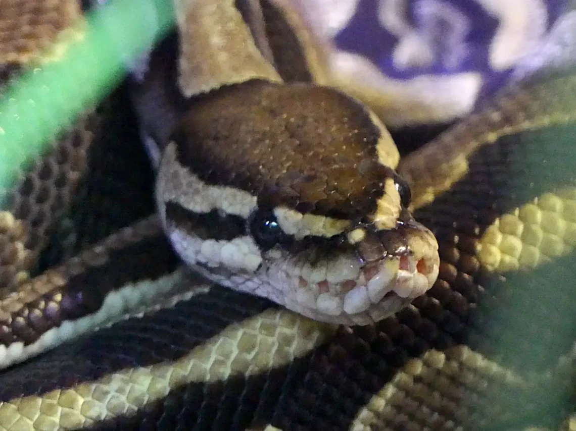 Mindig rajongtam a kígyókért