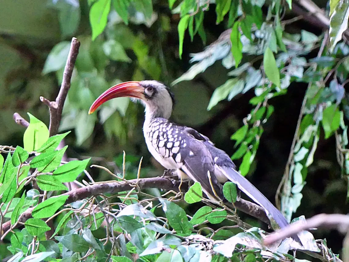 Madarakban sem volt hiány