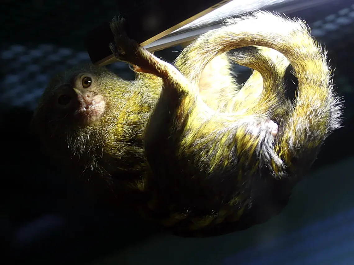 A lámpa kiváló hasmelegítő